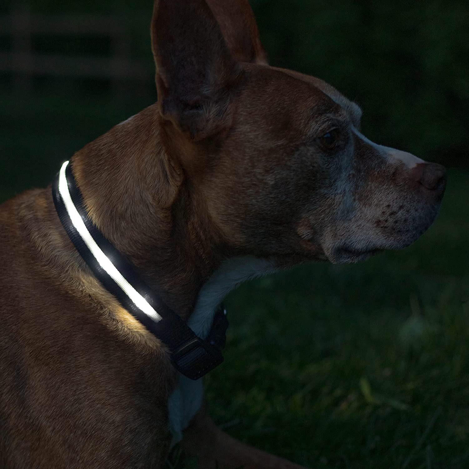 ' Safety LED Dog Collar – USB Rechargeable with Water Resistant Flashing Light
