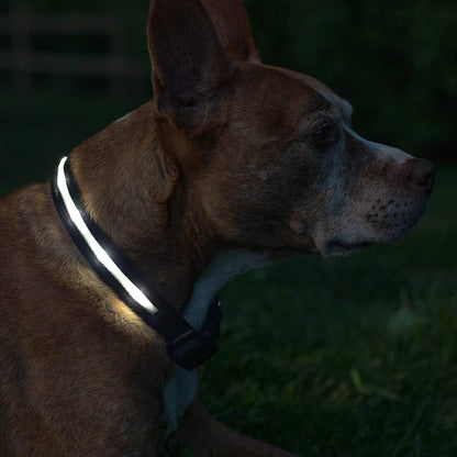 ' Safety LED Dog Collar – USB Rechargeable with Water Resistant Flashing Light